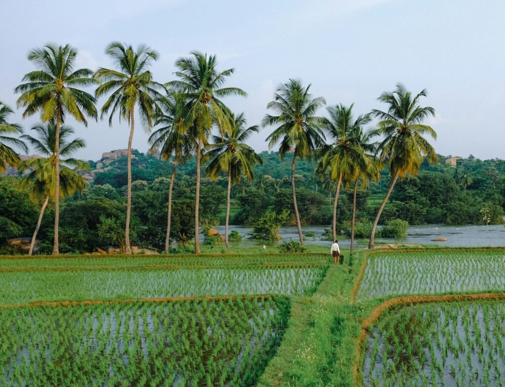 A man walking through a green rice field next to palm trees