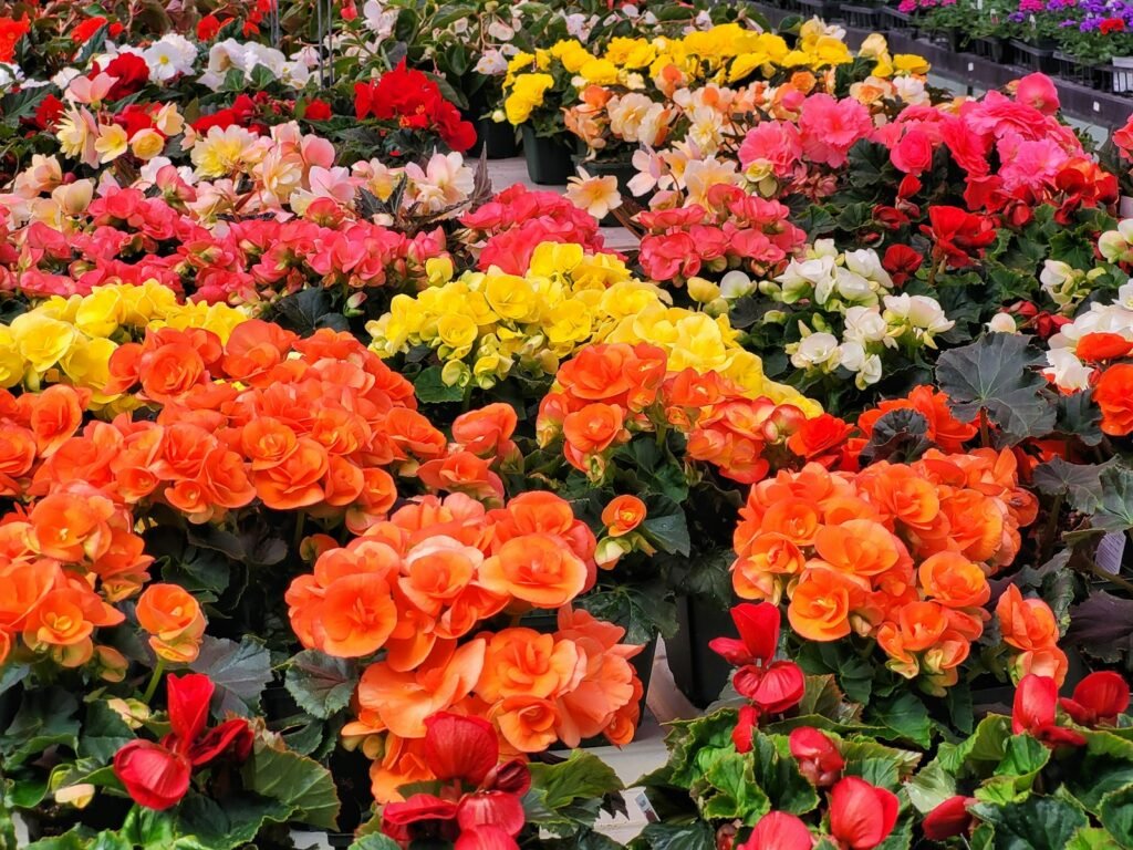 Rows of potted plants in a plant nursery